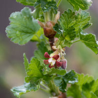 Stachelbeere Ribes 'Lady Late' Weiß - Bio - Winterhart