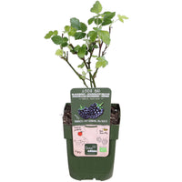 Dornenlose Brombeere  Rubus 'Black Satin' Schwarz - Bio - Winterhart