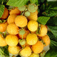 Himbeere Rubus 'Twotimer Sugana Yellow' Gelb - Bio - Winterhart