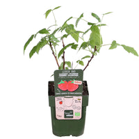 Zwerg-Himbeere  Rubus 'Sweet Sister' Rot - Bio - Winterhart