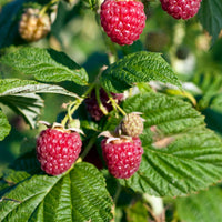 Zwerg-Himbeere  Rubus 'Sweet Sister' Rot - Bio - Winterhart