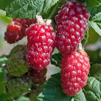 Taybeere Rubus 'Thornless Tayberry' - Biologisch rot - Winterhart