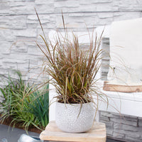 Rote Segge 'Everflame' rot - Winterhart
