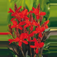 Blumenrohr Canna rot - Sumpfpflanze, Uferpflanze
