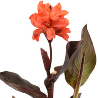 Blumenrohr Canna rot - Sumpfpflanze, Uferpflanze