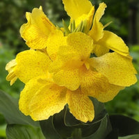 Blumenrohr Canna gelb - Sumpfpflanze, Uferpflanze