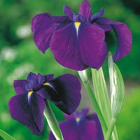 Japanische Iris 'Variegata' lila