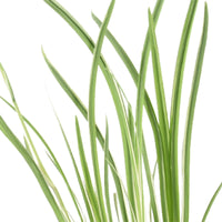 Japanische Iris 'Variegata' lila