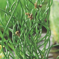 Korkenzieherbinse  Juncus 'Spiralis' - Uferpflanze