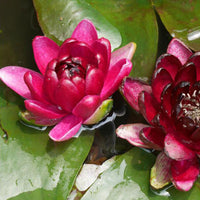 Wasserlilie 'Black Princess' rot