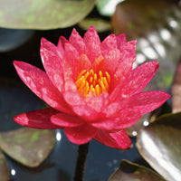 Wasserlilie 'Wanvisa' rosa-orange