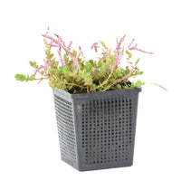 Rotala Indica rosa - Sauerstoffpflanze