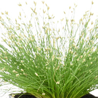 Frauenhaargras Isolepis cernua weiβ - Sumpfpflanze, Sauerstoffpflanze