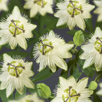 Passionsblume Passiflora 'Snow Queen' weiβ - Winterhart