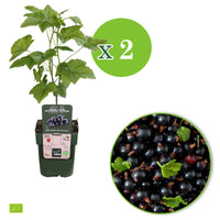 Schwarze Johannisbeere Ribes nigrum 'Ben Nevis' grün-schwarz - Bio - Winterhart