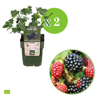 Zwerg-Brombeere Rubus 'Little Black Prince' Schwarz - Bio - Winterhart