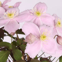 Walrebe Clematis 'Fragrant Spring' rosa - Winterhart