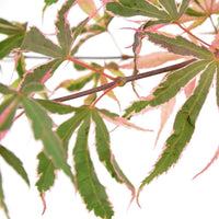 Japanischer Ahorn Acer 'Shirazz' rosa - Winterhart