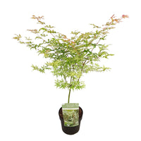 Japanischer Ahorn Acer 'Ukigumo' creme - Winterhart