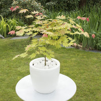 Japanischer Ahorn Acer 'Moonrise' gelb-rot-orange - Winterhart