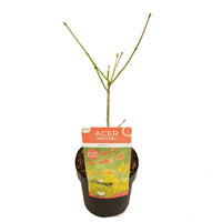 Japanischer Ahorn Acer 'Moonrise' gelb-rot-orange - Winterhart