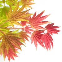 Japanischer Ahorn Acer 'Moonrise' gelb-rot-orange - Winterhart