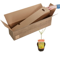 Japanischer Ahorn Acer 'Moonrise' gelb-rot-orange - Winterhart