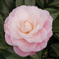 Kamelie Camellia japonica 'Nuccio’s Cameo' rosa - Winterhart