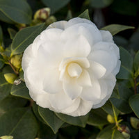 Kamelie Camellia japonica 'Nuccio’s Gem' weiβ - Winterhart