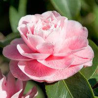 Kamelie Camellia japonica 'Bonomiana' rosa - Winterhart