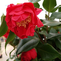 Kamelie Camellia japonica 'Dr. King' rosa - Winterhart
