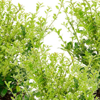 3x Japanische Stechpalme  'Luxus Hedge' - Winterhart