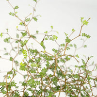 Schnurbaum Sophora 'Little Leaf' - Winterhart