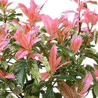 Glanzmispel Photinia 'Pink Crispy' grün-rosa - Winterhart