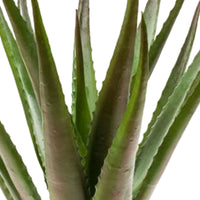 Künstliche Pflanze Aloe vera grün-rot inkl. Ziertopf, anthrazit