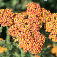 Schafgarbe Achillea 'Walther Funcke' - Biologisch orange - Winterhart