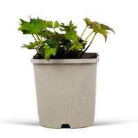 Herbstanemone Anemone 'September Charm' - Biologisch rosa - Winterhart