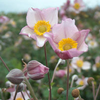 Herbstanemone Anemone 'Robustissima' - Biologisch rosa - Winterhart