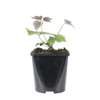 Herbstanemone Anemone 'Robustissima' - Biologisch rosa - Winterhart