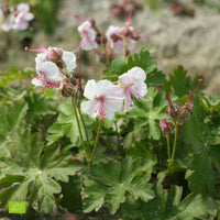 Storchschnabel Geranium 'Biokovo' Weiß-Rosa - Bio - Winterhart