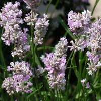 Lavendel Lavandula 'Rosea' - Biologisch rosa - Winterhart