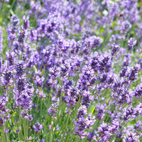 Lavendel Lavandula 'Hidcote' - Biologisch lila - Winterhart
