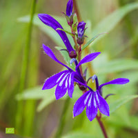 Wasser-Lobelie sessilifolia - Biologisch Blau Lila - Winterhart