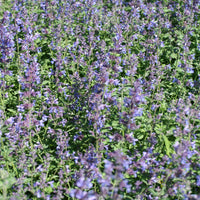 Katzenminze Nepeta 'Walker's Low' Lila - Bio - Winterhart