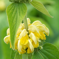 Brandkraut Phlomis russeliana - Biologisch gelb - Winterhart