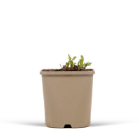 Eisenkraut Verbena 'Bampton' - Biologisch lila - Winterhart