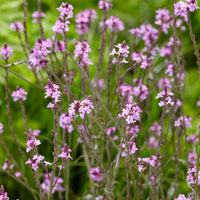 Eisenkraut Verbena 'Bampton' - Biologisch lila - Winterhart