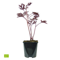 Pfingstrose Paeonia 'Alexander Fleming' - Biologisch rosa - Winterhart