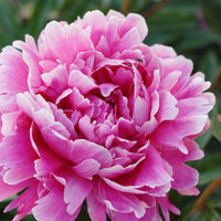 Pfingstrose Paeonia 'Alexander Fleming' - Biologisch rosa - Winterhart