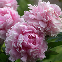 Pfingstrose Paeonia 'Sarah Bernhardt' - Biologisch rosa - Winterhart